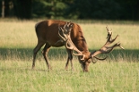 Heracles