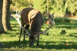 4 Year Old Stag