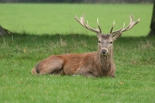 2 Year Old Stag